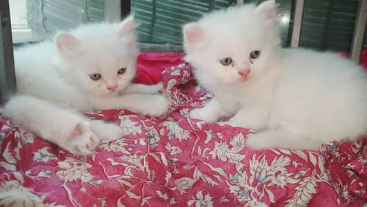 Persian kitten for urgent sale my WhatsApp number 032869729ten