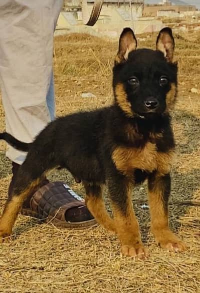 German shepherd mail 2 mahnt10 day for sale active and healthy