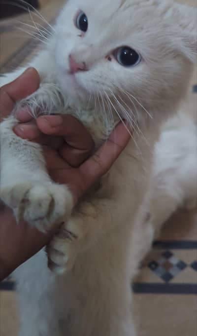 parsion pair for sale