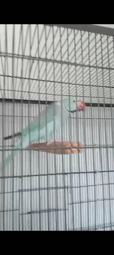 blue ringneck Male for sale