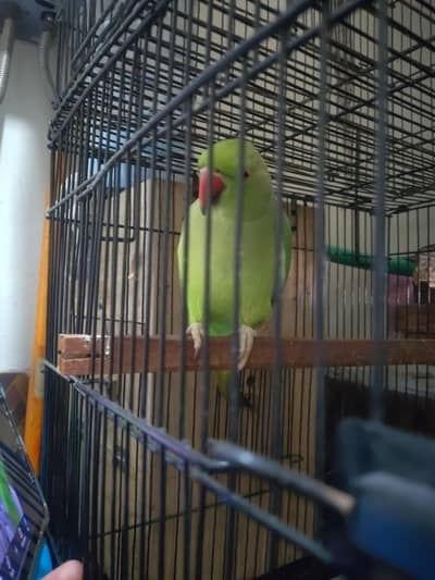 talking breeder female 100%  khata ,, nail tail fly sab ok masshallah