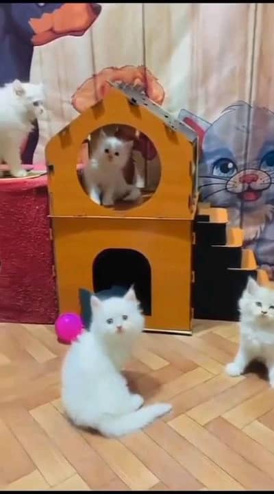 Persian kitten for urgent sale my WhatsApp number 032869729ten