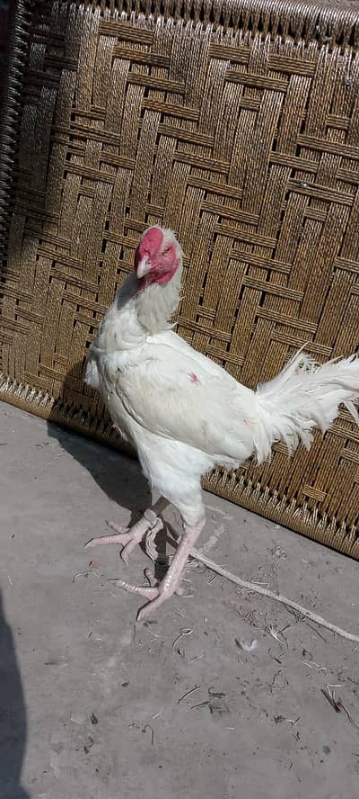 Aseel Murga White paper