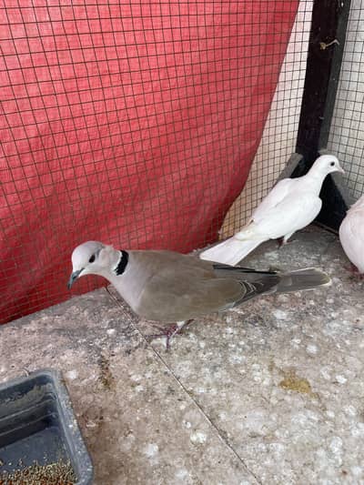 Doves( Khumray )For Sale