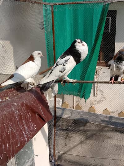 gubra pegion for sell