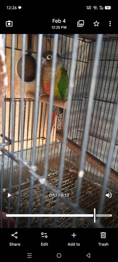 beautiful conour pair