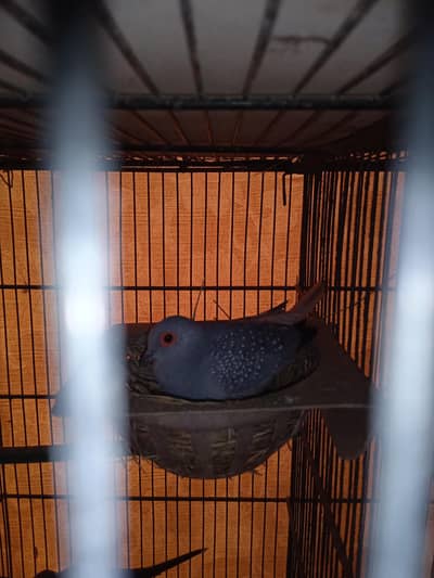 Urgent sale of Breeder DOVES pairs