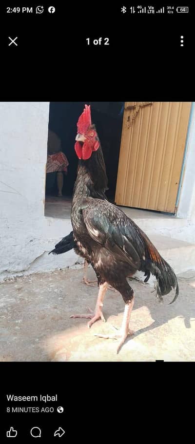 Top quality Bangum Pair