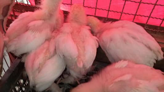 white heavy buff Cochin chick