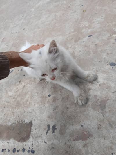 persian double coat  female age 40