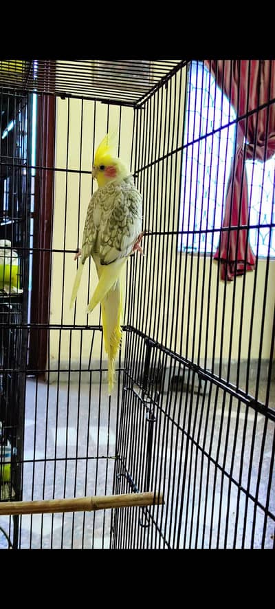 Pearl pied tamed cockatiel pair