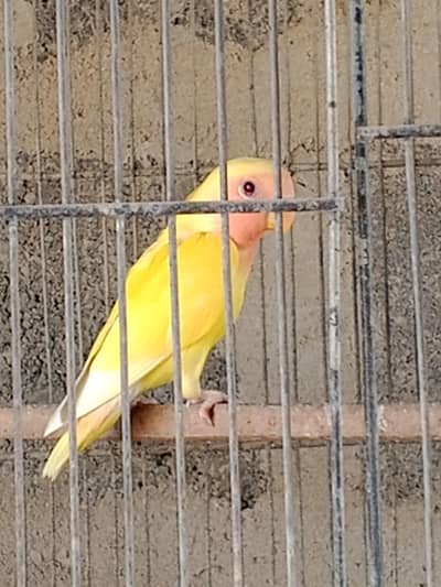 lodtino 3 piece,blue fisher 1 piece, pastel into 1 piece