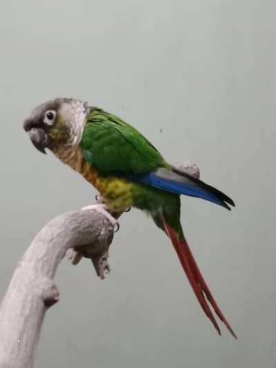 Green Conure Handtame For Sale