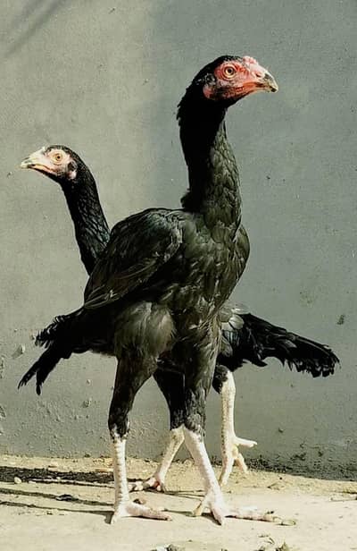 Lasani aseel pair six months old