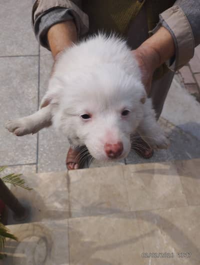 Russian Breed Puppy – 9 Weeks Old (Pure White & Pink Nose)