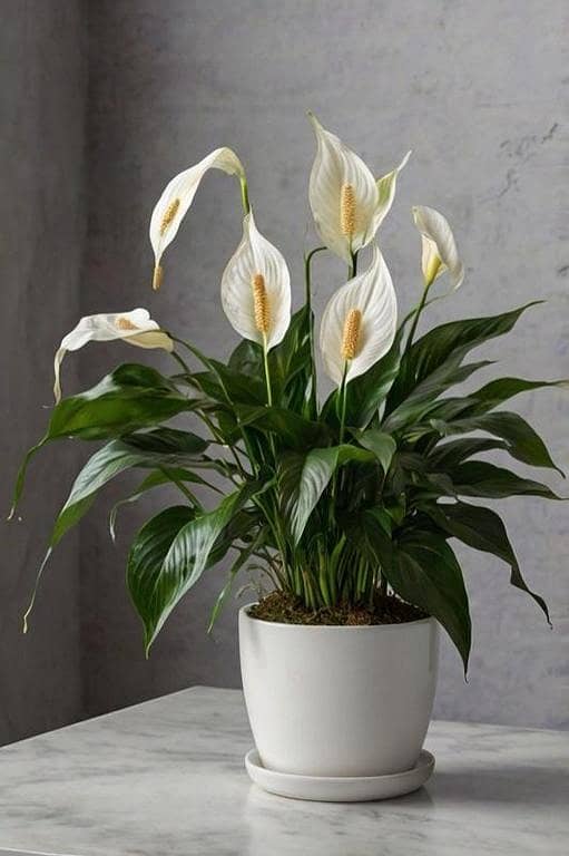 Prace lily plant with pot | indoor plant | indoor decoration plants | home and garden plants | office plants | flowering plants | fragrant plants | Real plants | room plants | plant parlour