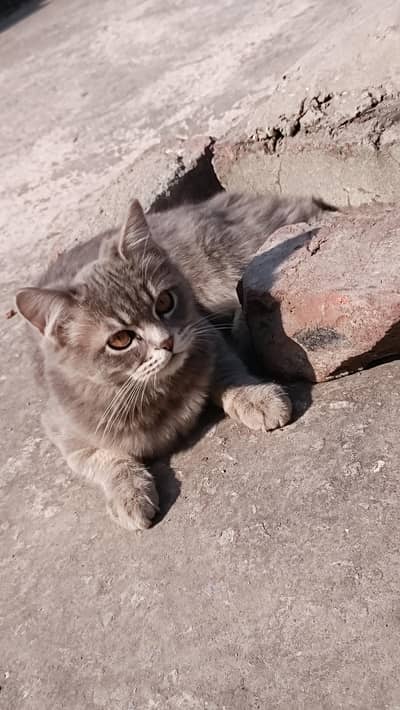 03246627828 whatsapp