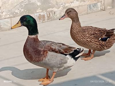 Mallard Ducks Pair