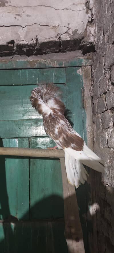 2200 Jacobin female expected