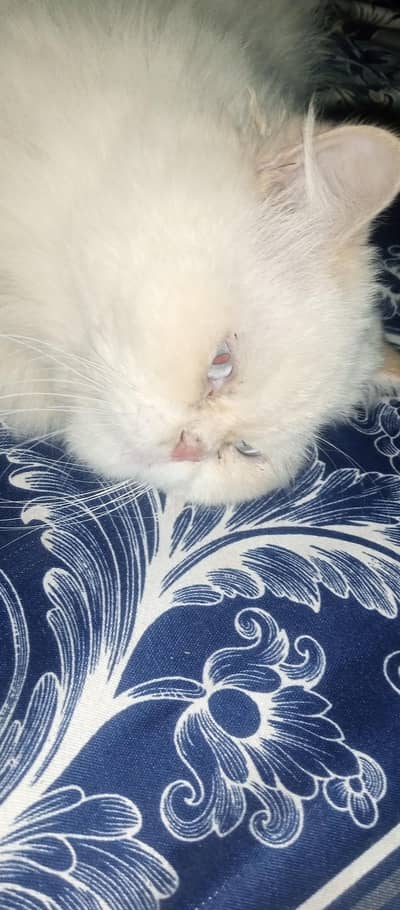 3 coated Persian cat.