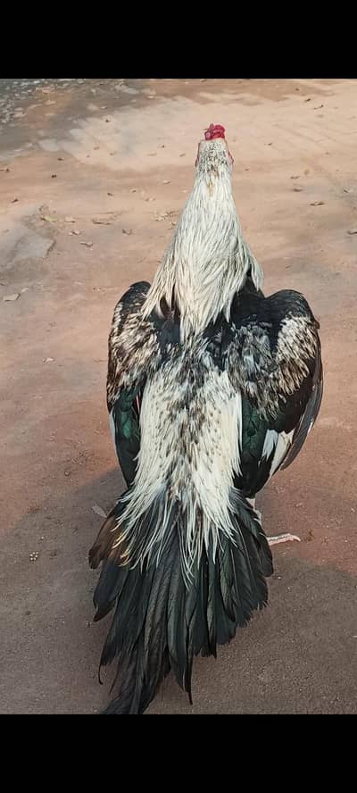 white jawa merthi chicks