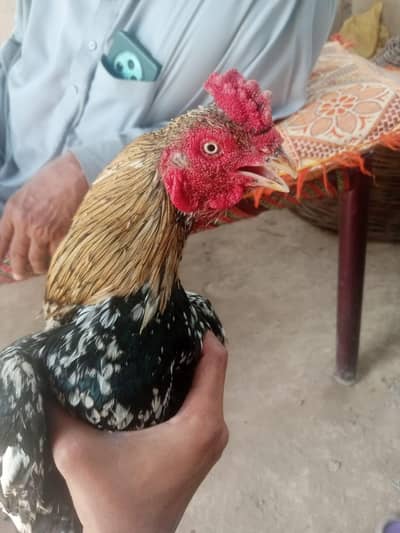 herra bread chicks 10000pair or murga 12000