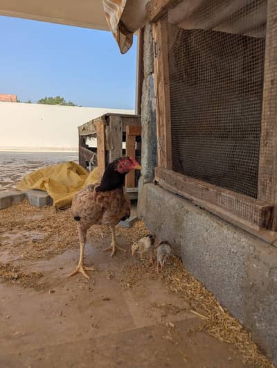 2 murga and 2 murgi one has 2 chicks