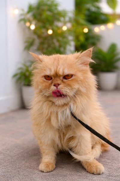 pure persian punch face