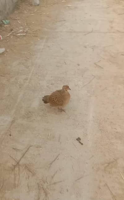 dakni male teetar sete paband