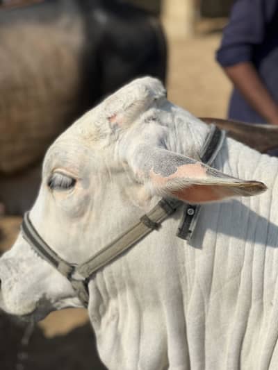 Pakki kheri female cow , qurbani k liye