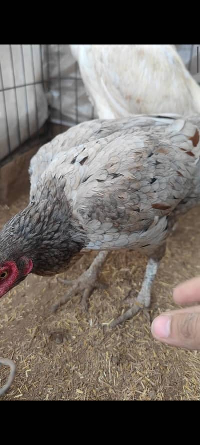 aseel murgi Hy big size murgi grey saleta color hens