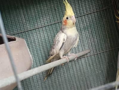 Cockatiel 2 Breeder Pairs available For sale