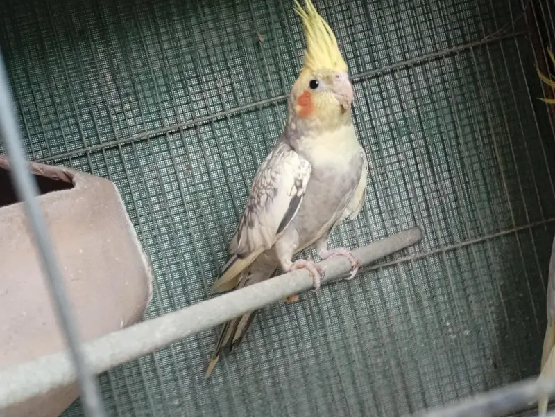 Cockatie & Love Birds Breeder Pairs Available For sale