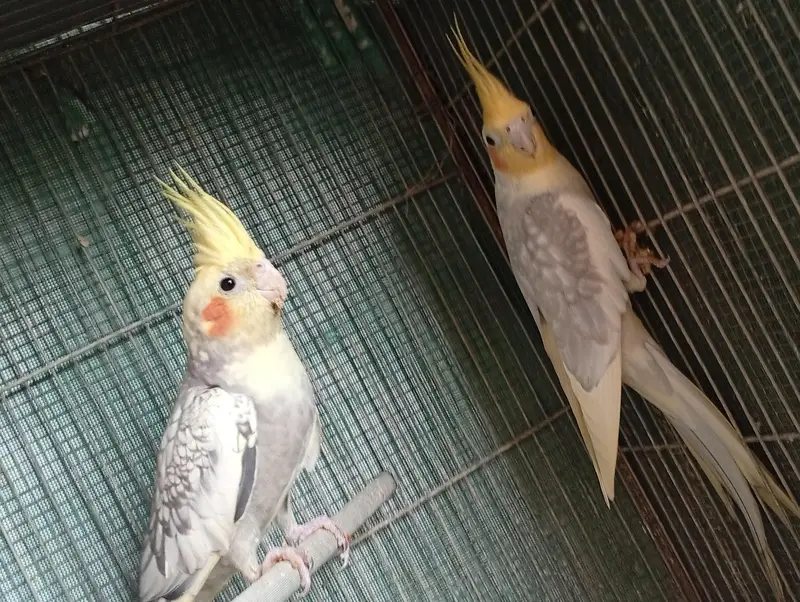 Cockatie & Love Birds Breeder Pairs Available For sale — photo 2