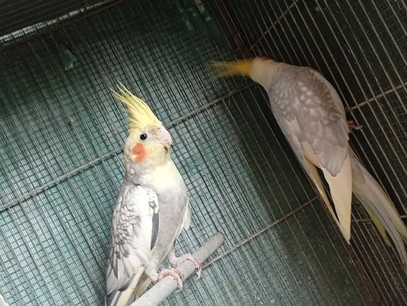 Cockatie & Love Birds Breeder Pairs Available For sale — photo 3