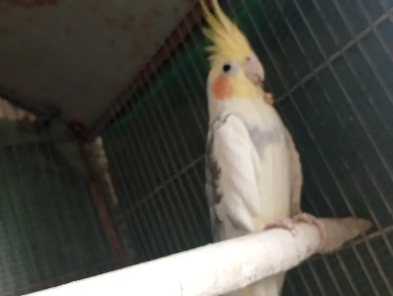 Cockatie & Love Birds Breeder Pairs Available For sale — photo 4