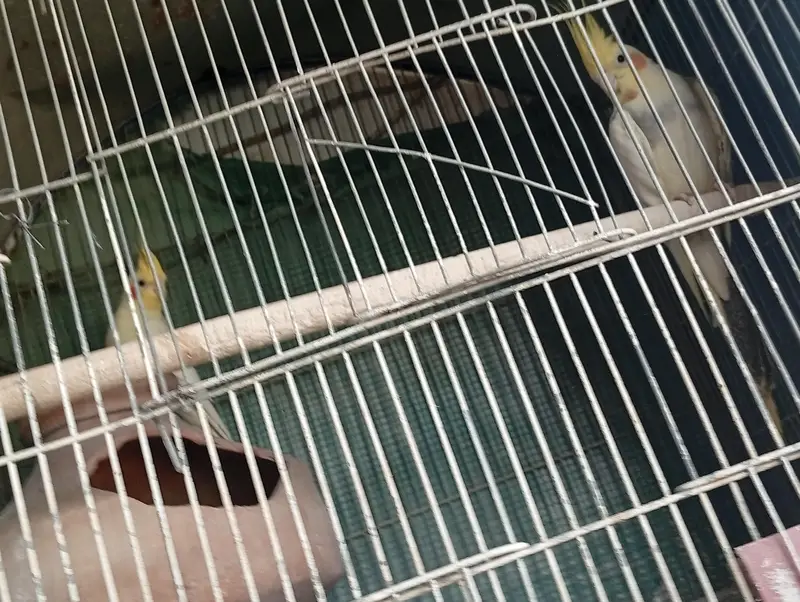 Cockatie & Love Birds Breeder Pairs Available For sale — photo 5