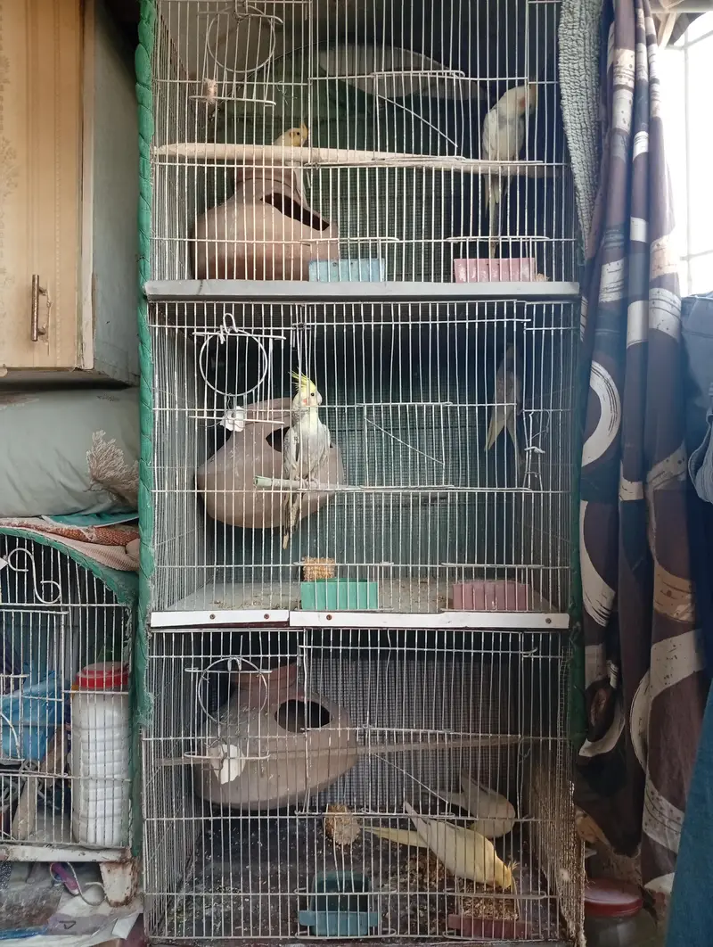 Cockatie & Love Birds Breeder Pairs Available For sale — photo 6
