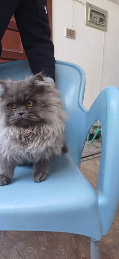 Pure Persian Male Kitten – 6 Months, Fluffy, Gentle & Potty Trained