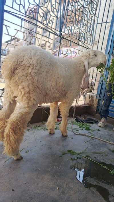 7 Month Ka Sehatmand Dumba – Larkana Nasal – Qurbani Ke Liye Best