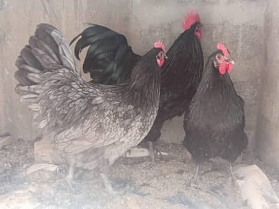 Australorp Heritage