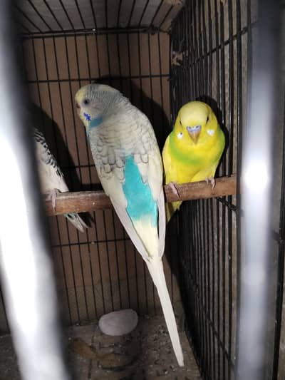 australian birds 03240683171