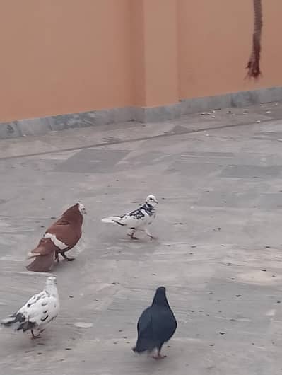 joyiga or fancy pigeons