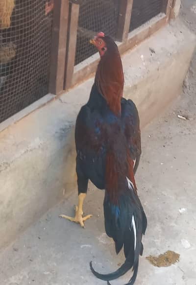 Home-Bred Aseel Mianwali (Male) for Sale