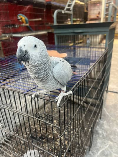 All types of parrots