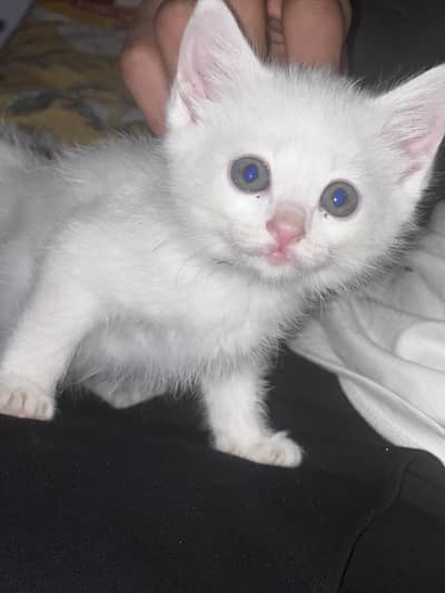 Persian female kitten.