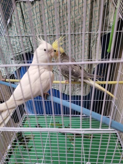 2 Cockateils