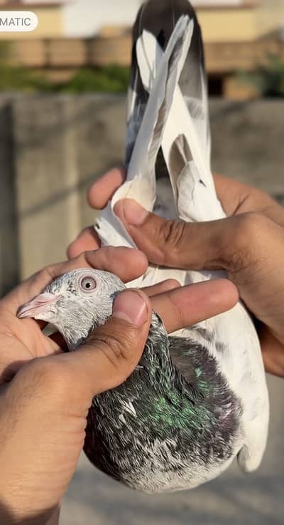 Batari + Teedy + Golden