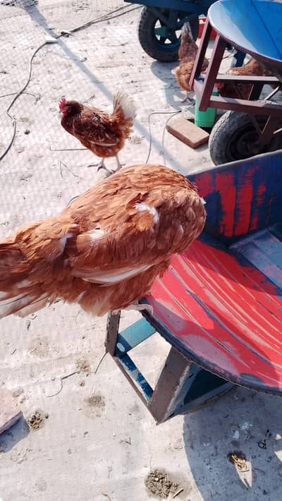 lohman brown murgi urgent sale