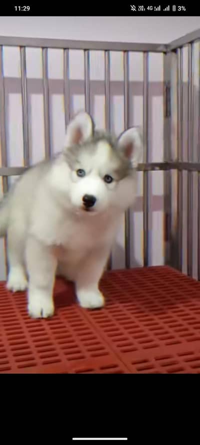 Siberian husky puppy